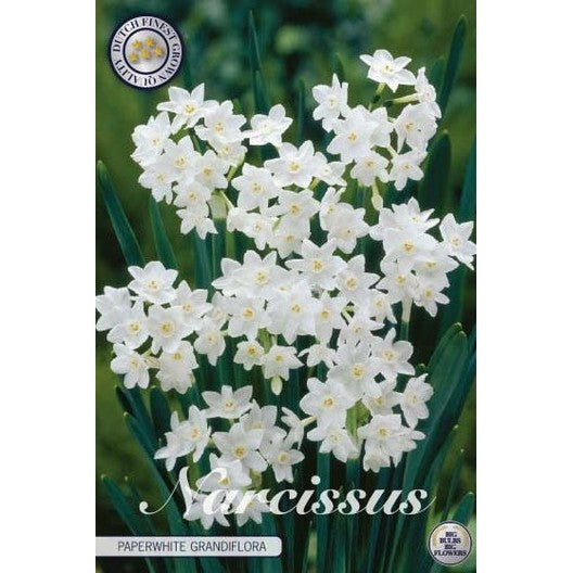 Narcissus Paperwhite Grandiflora 5-pakning